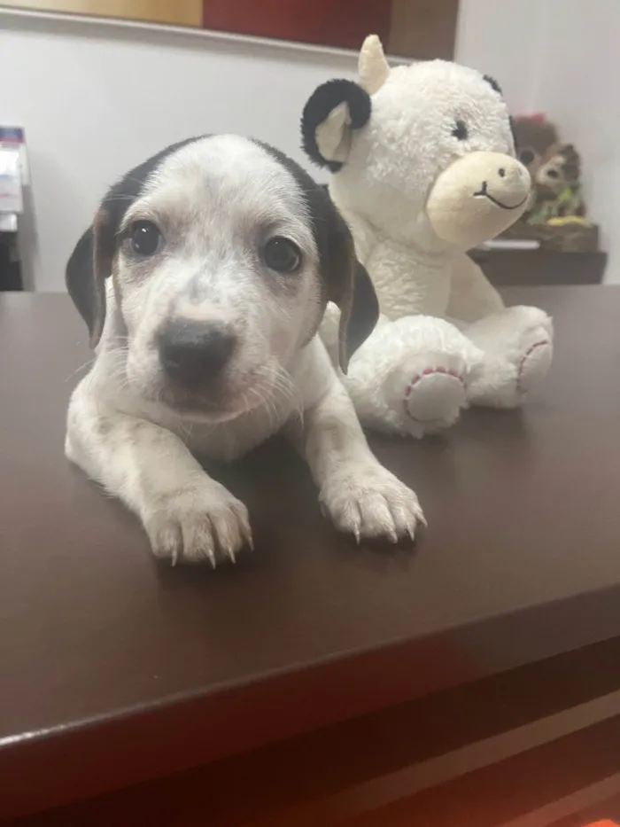 Cachorro ra a SRD-ViraLata idade 2 a 6 meses nome Kloe