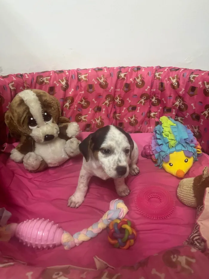 Cachorro ra a SRD-ViraLata idade 2 a 6 meses nome Kloe