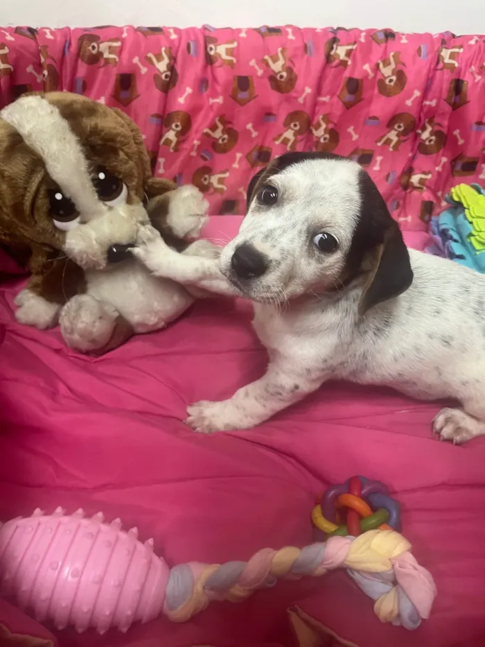 Cachorro ra a SRD-ViraLata idade 2 a 6 meses nome Kloe