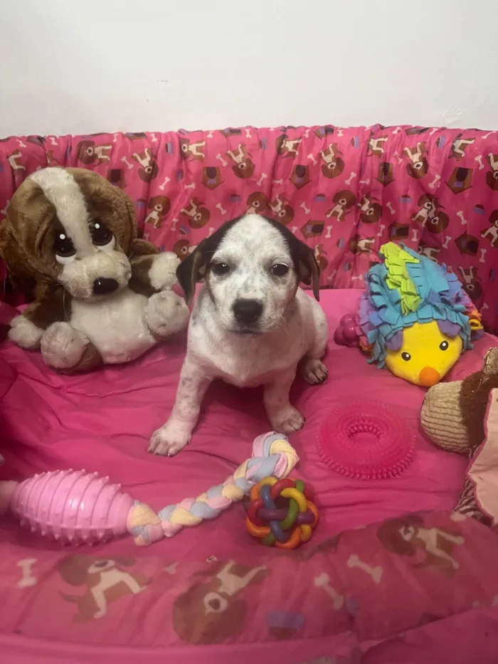 Cachorro ra a SRD-ViraLata idade 2 a 6 meses nome Kloe