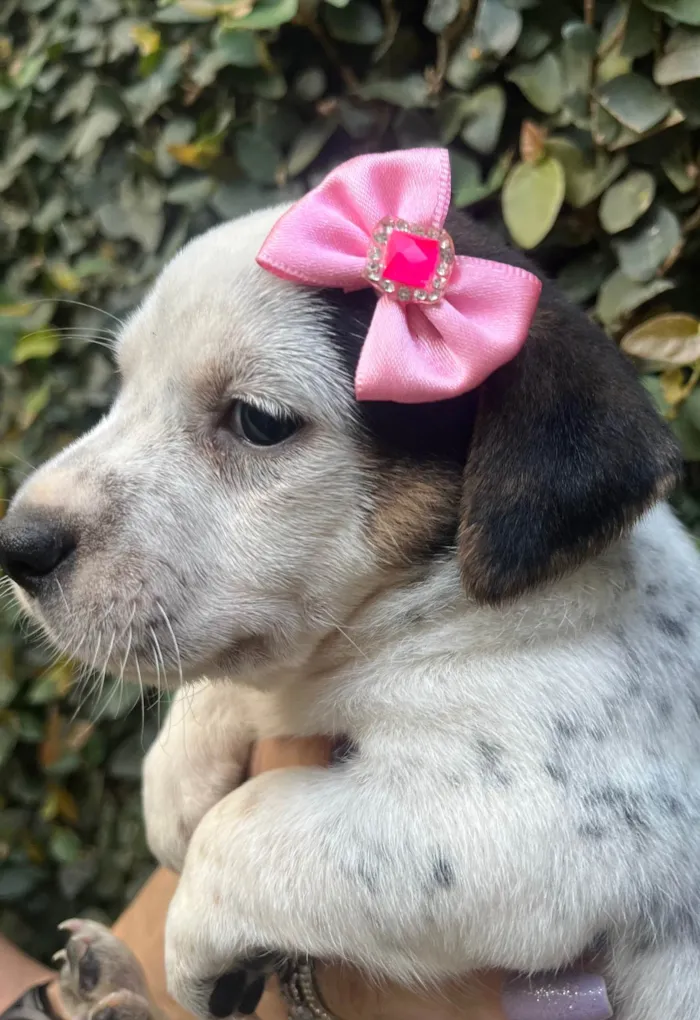 Cachorro ra a SRD-ViraLata idade 2 a 6 meses nome Kloe