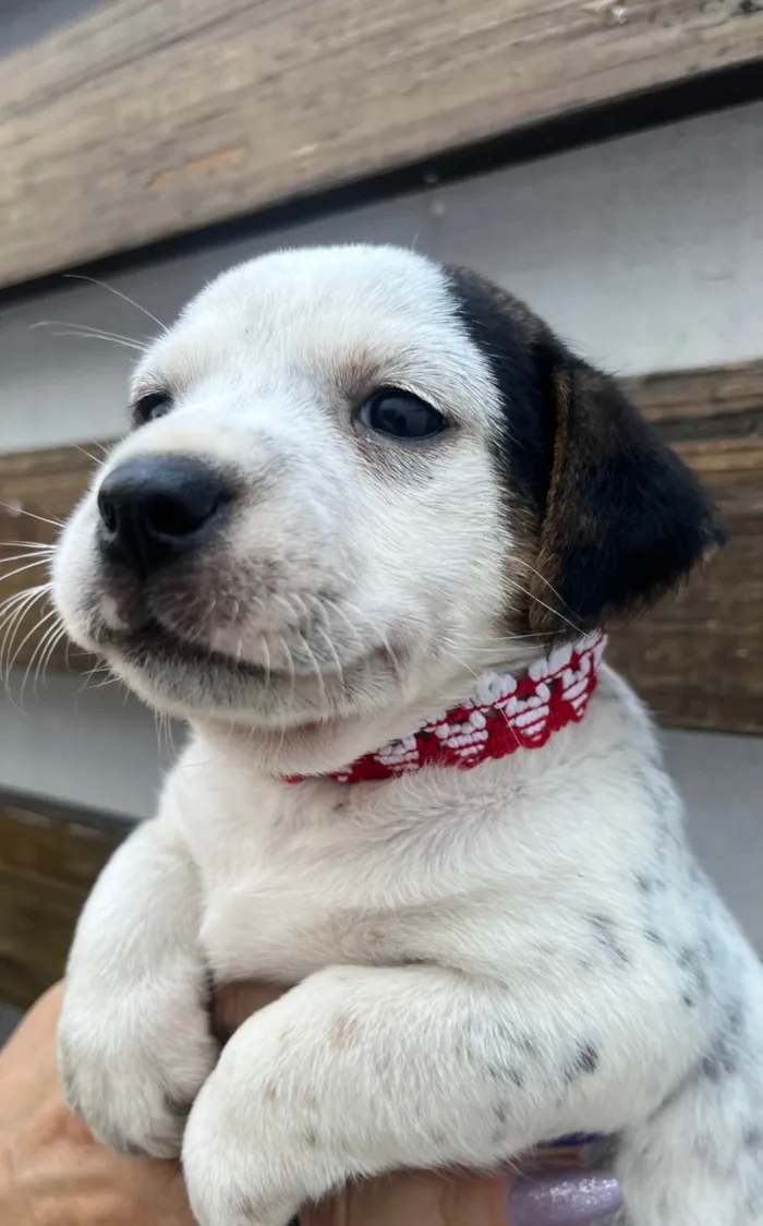 Cachorro ra a SRD-ViraLata idade 2 a 6 meses nome Kloe