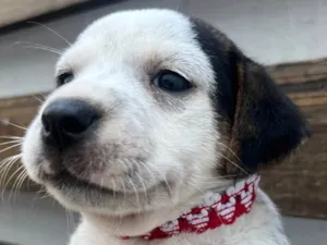 Cachorro raça SRD-ViraLata idade 2 a 6 meses nome Kloe
