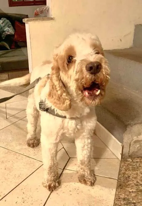 Cachorro ra a Cocker idade 5 anos nome Louis