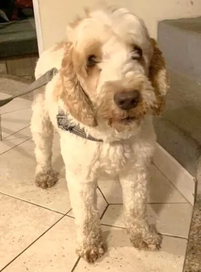 Cachorro ra a Cocker idade 5 anos nome Louis