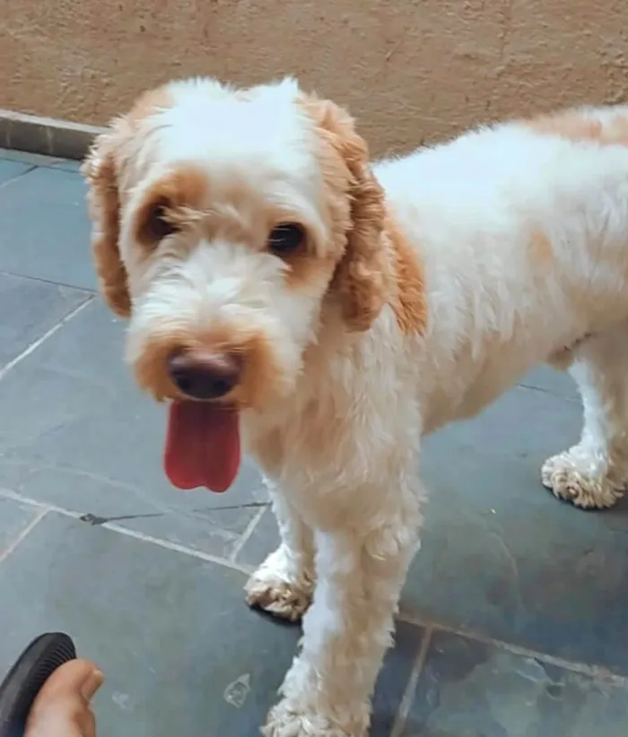 Cachorro ra a Cocker idade 5 anos nome Louis