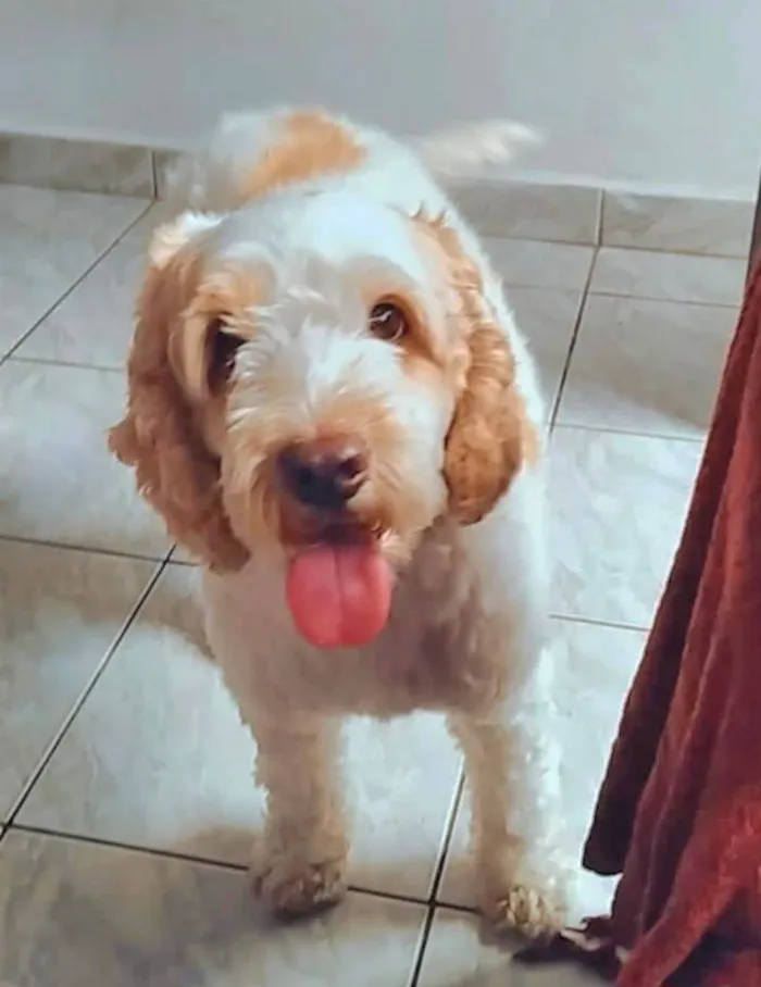 Cachorro ra a Cocker idade 5 anos nome Louis