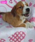 Papita