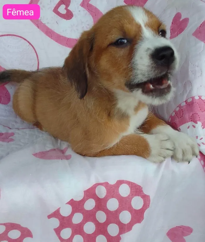 Cachorro ra a SRD-ViraLata idade 2 a 6 meses nome Papita