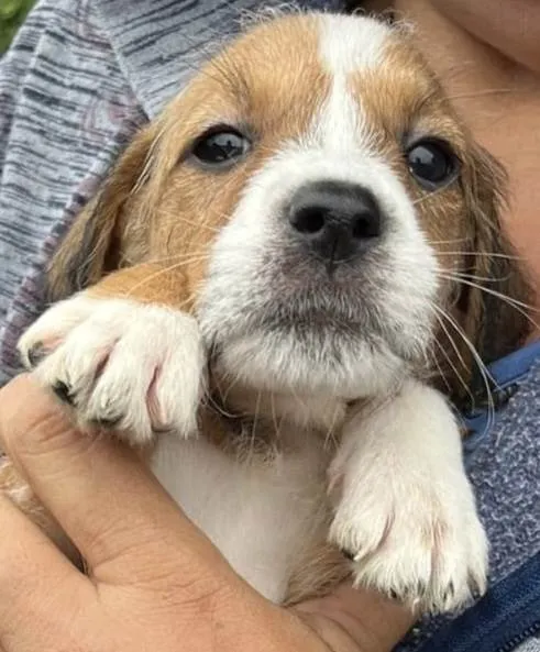 Cachorro ra a SRD-ViraLata idade 2 a 6 meses nome Papita