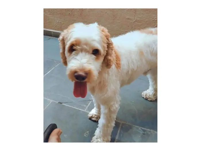 Cachorro ra a Cocker idade 5 anos nome Louis