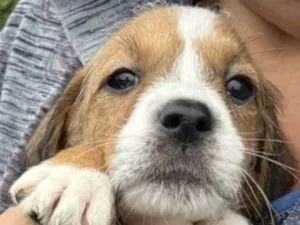 Cachorro raça SRD-ViraLata idade 2 a 6 meses nome Papita