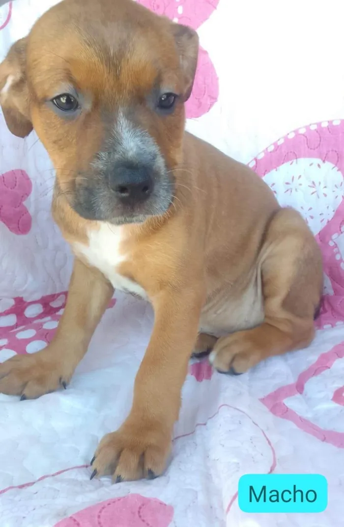 Cachorro ra a SRD-ViraLata idade 2 a 6 meses nome Pablo