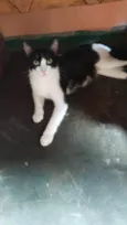 Lua