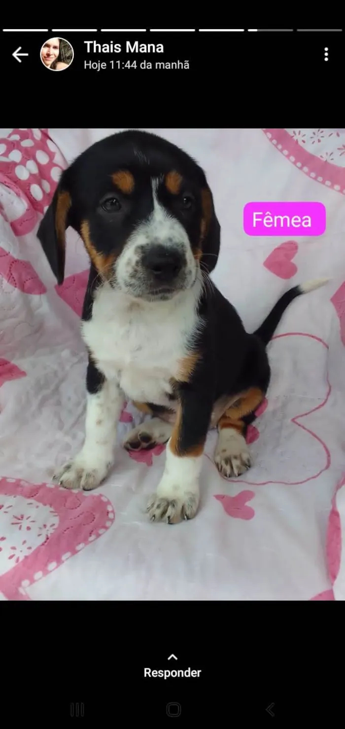 Cachorro ra a SRD-ViraLata idade 2 a 6 meses nome Paquita