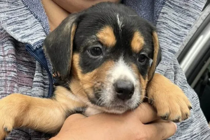 Cachorro ra a SRD-ViraLata idade 2 a 6 meses nome Paquita