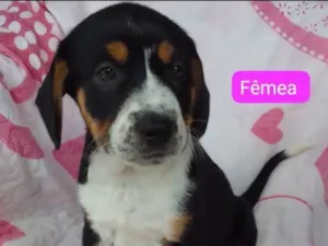 Cachorro raça SRD-ViraLata idade 2 a 6 meses nome Paquita