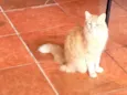 Nino