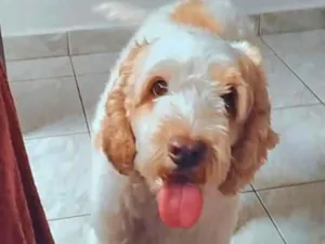 Cachorro raça Cocker idade 5 anos nome Louis