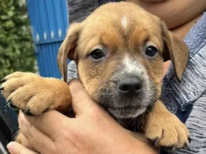 Cachorro raça SRD-ViraLata idade 2 a 6 meses nome Pablo