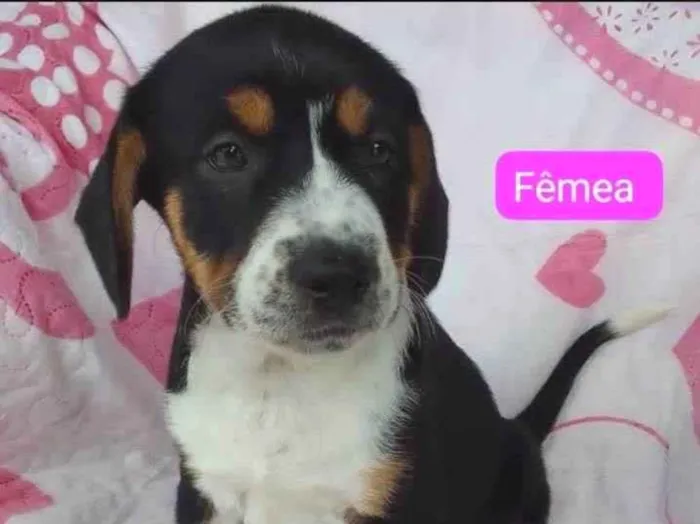 Cachorro ra a SRD-ViraLata idade 2 a 6 meses nome Paquita