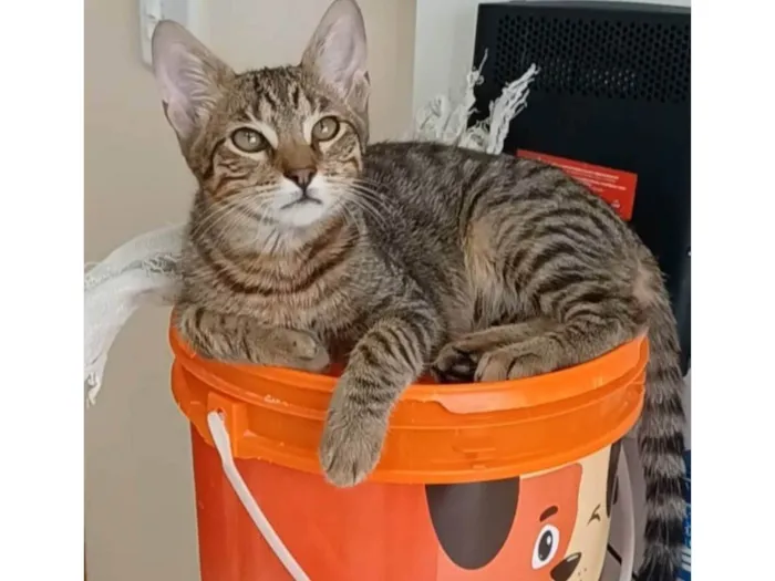 Gato ra a SRD-ViraLata idade 2 a 6 meses nome Nick