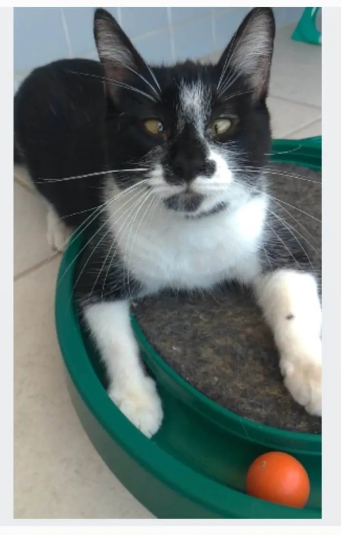 Gato ra a srd frajolinha idade 7 a 11 meses nome AYKA