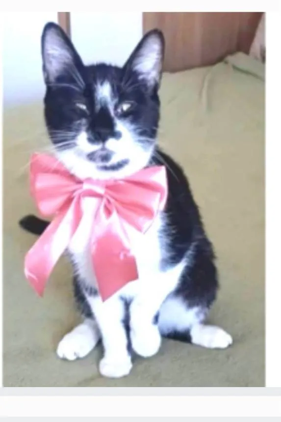 Gato ra a srd frajolinha idade 7 a 11 meses nome AYKA