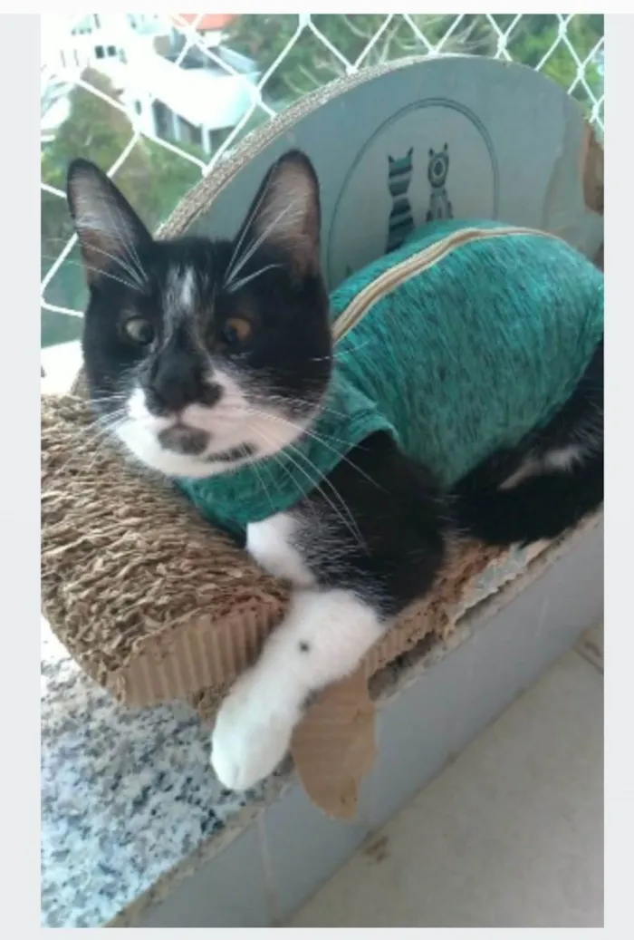 Gato ra a srd frajolinha idade 7 a 11 meses nome AYKA