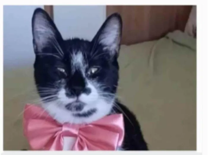Gato ra a srd frajolinha idade 7 a 11 meses nome AYKA
