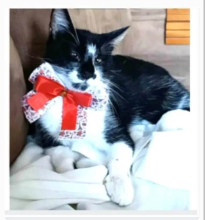 Gato ra a srd frajolinha idade 7 a 11 meses nome AYKA