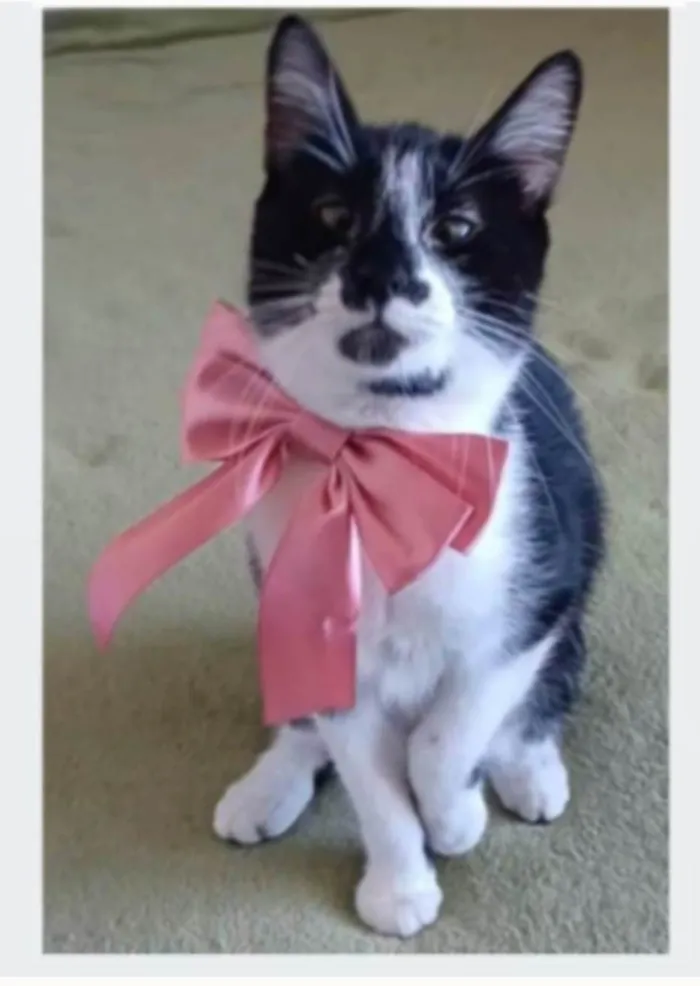 Gato ra a srd frajolinha idade 7 a 11 meses nome AYKA