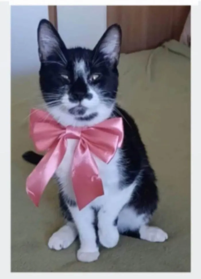 Gato ra a srd frajolinha idade 7 a 11 meses nome AYKA