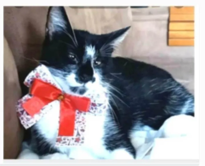 Gato ra a srd frajolinha idade 7 a 11 meses nome AYKA