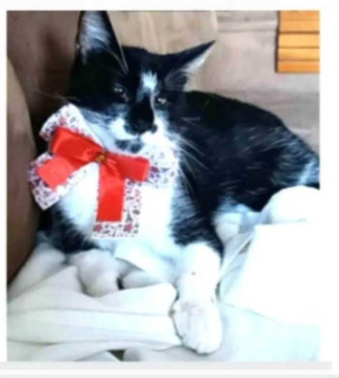 Gato ra a srd frajolinha idade 7 a 11 meses nome AYKA