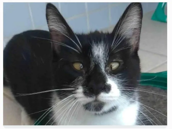 Gato ra a srd frajolinha idade 7 a 11 meses nome AYKA