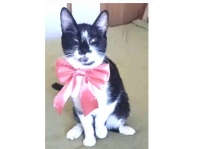 Gato ra a srd frajolinha idade 7 a 11 meses nome AYKA