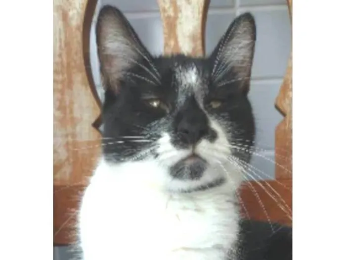 Gato ra a srd frajolinha idade 7 a 11 meses nome AYKA