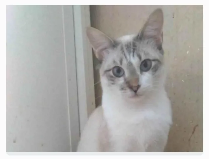 Gato ra a srd idade 7 a 11 meses nome NINO