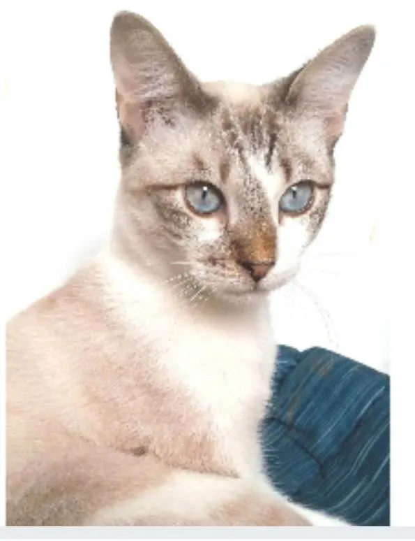 Gato ra a srd idade 7 a 11 meses nome NINO