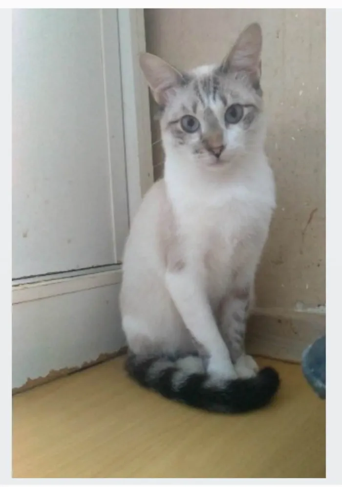 Gato ra a srd idade 7 a 11 meses nome NINO