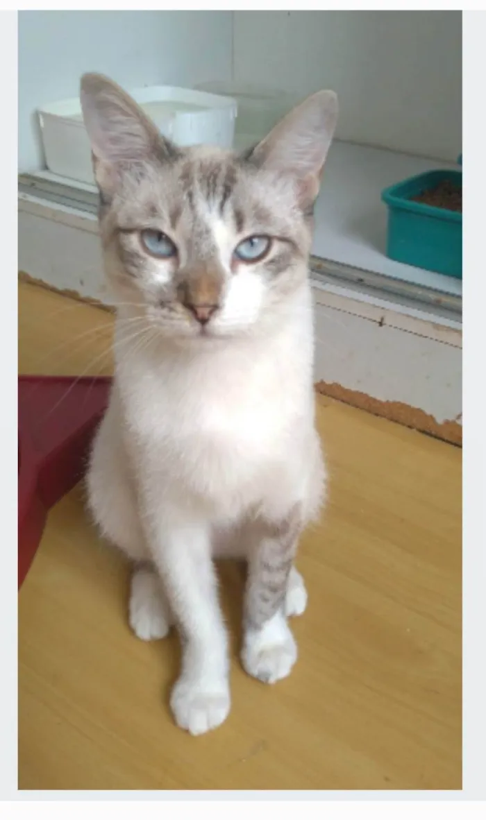Gato ra a srd idade 7 a 11 meses nome NINO