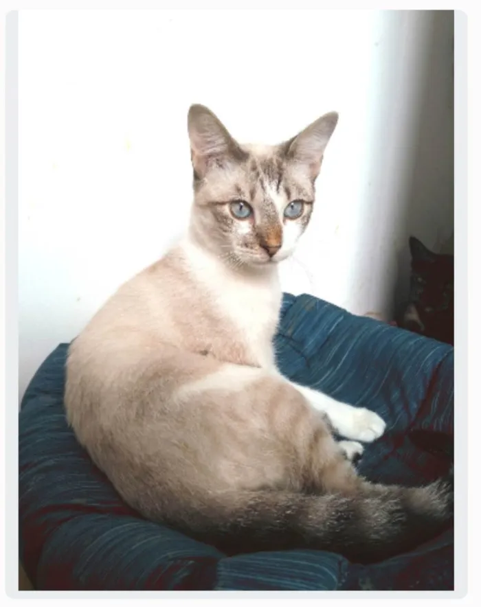 Gato ra a srd idade 7 a 11 meses nome NINO