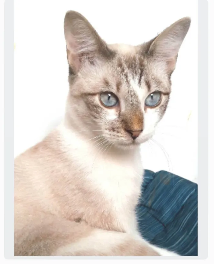 Gato ra a srd idade 7 a 11 meses nome NINO