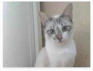 Gato raça srd idade 7 a 11 meses nome NINO