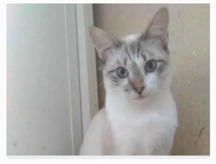 Gato ra a srd idade 7 a 11 meses nome NINO