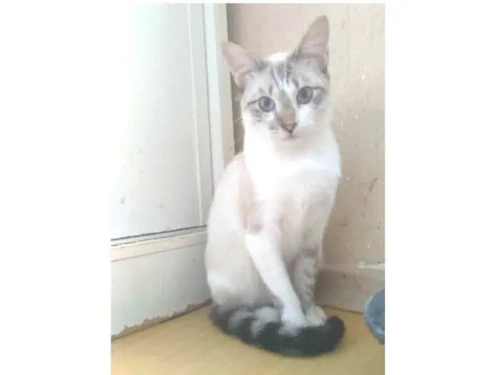 Gato ra a srd idade 7 a 11 meses nome NINO