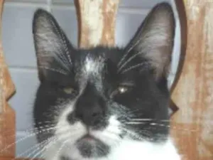 Gato raça srd frajolinha idade 7 a 11 meses nome AYKA