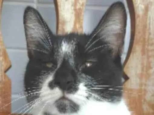 Gato ra a srd frajolinha idade 7 a 11 meses nome AYKA