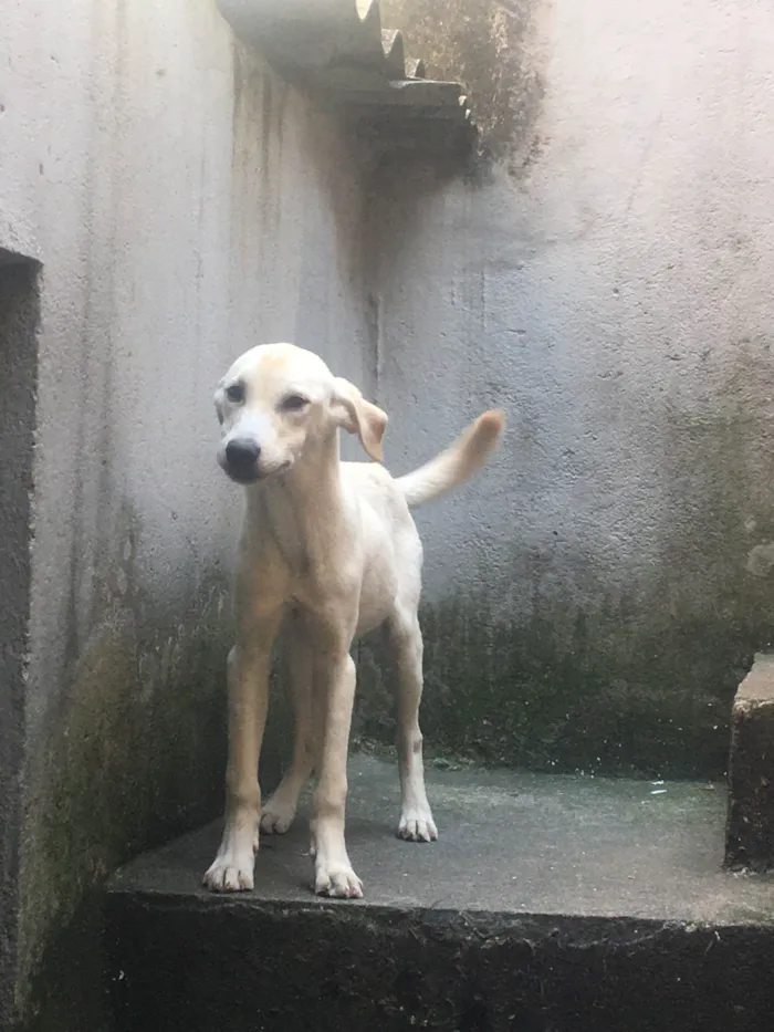 Cachorro ra a SRD-ViraLata idade 7 a 11 meses nome Zeus